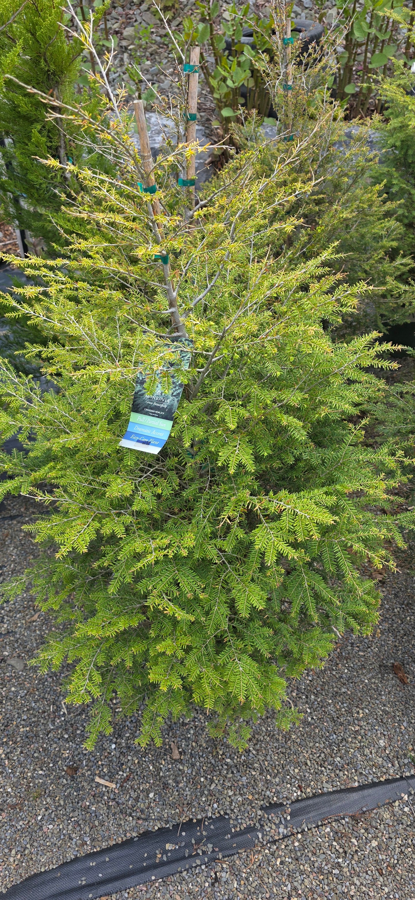 Canadian Hemlock