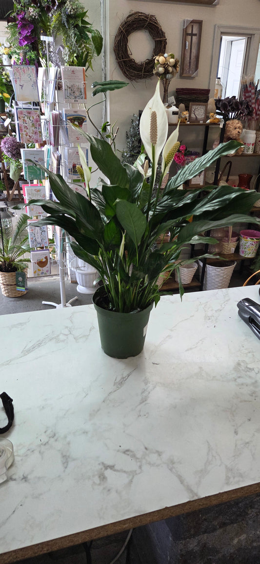 Peace Lily