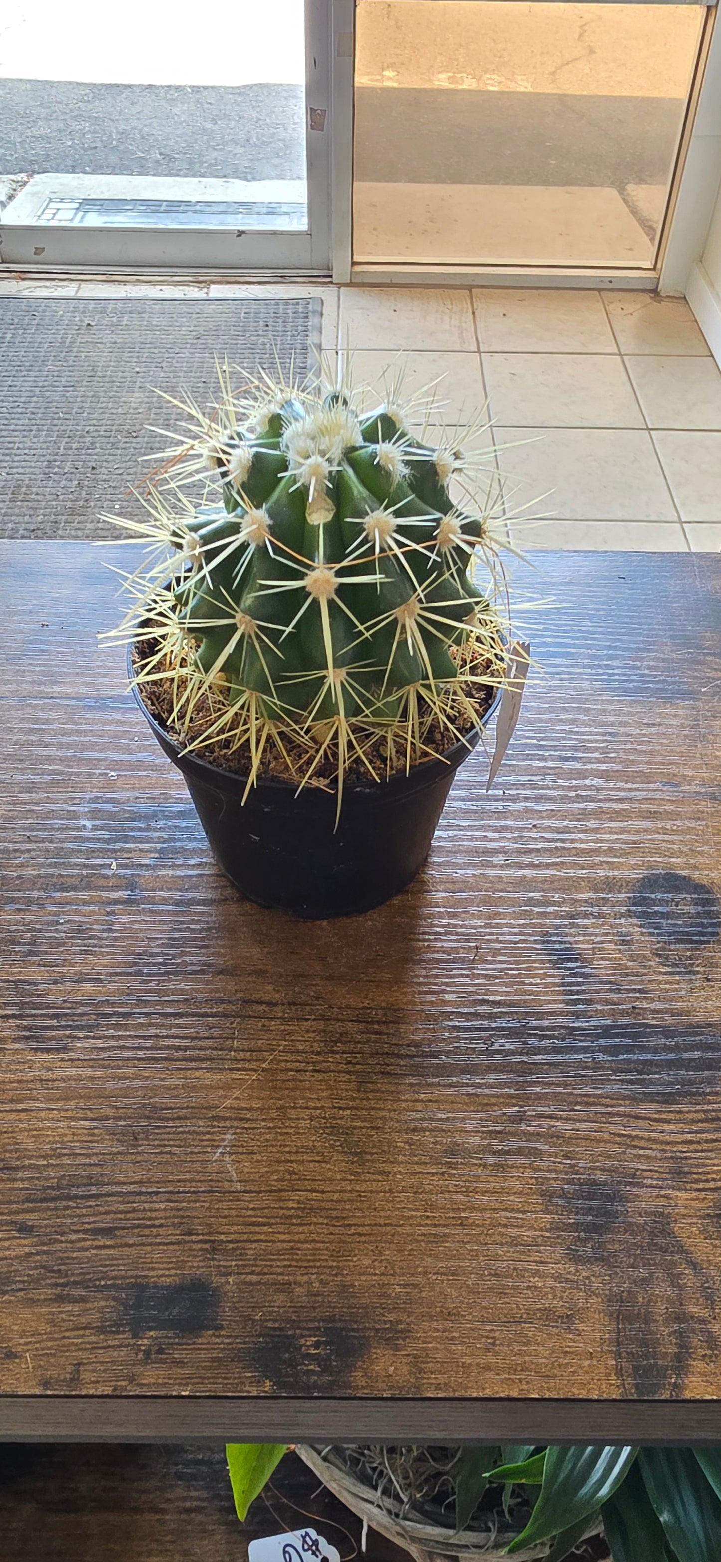 Assorted Cactus