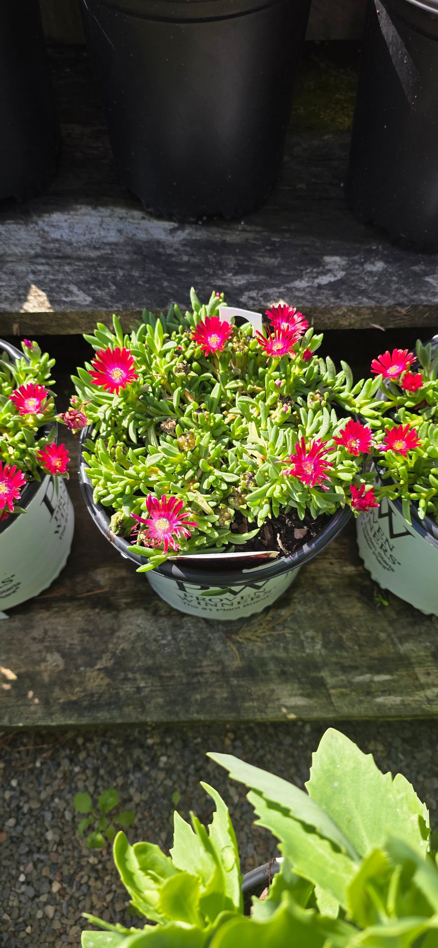 Ice Plant 'Razzle Dazzle'