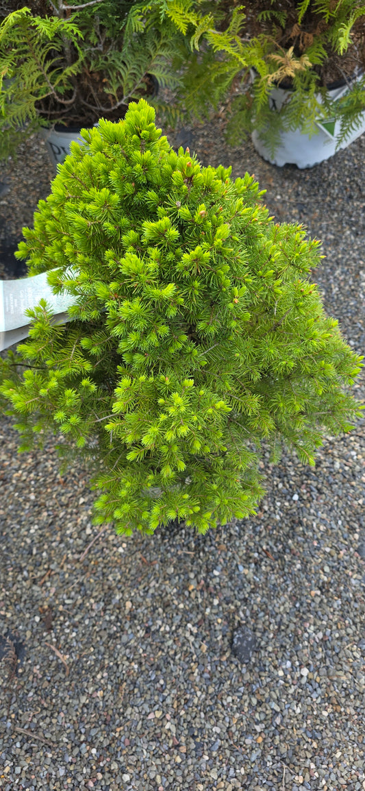 Dwarf Alberta Spruce
