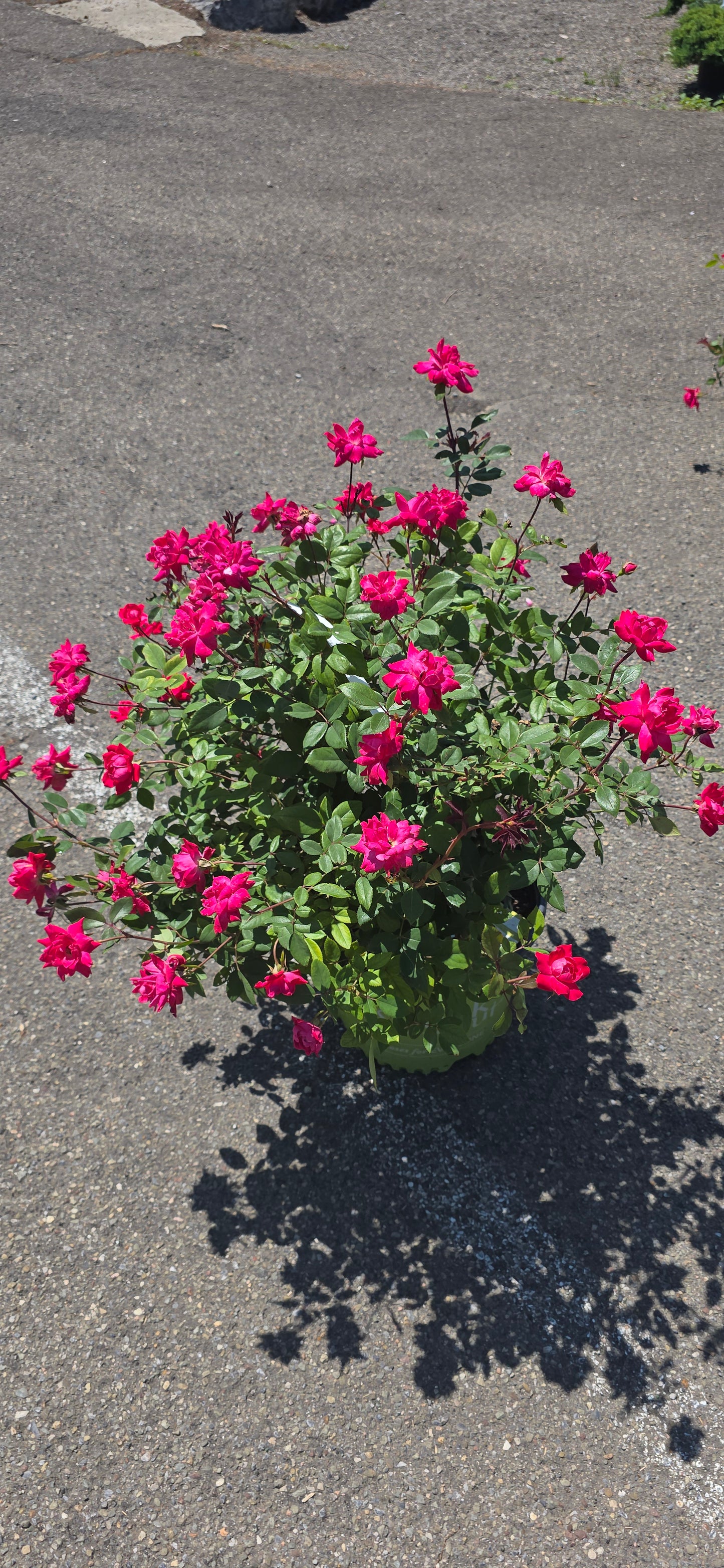 Rose 'Double Knock Out'