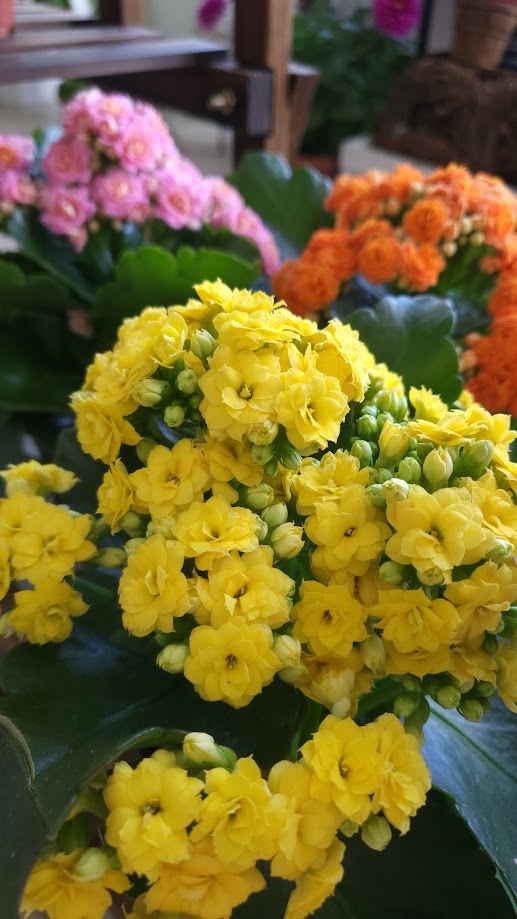 4.5" Assorted Calandiva