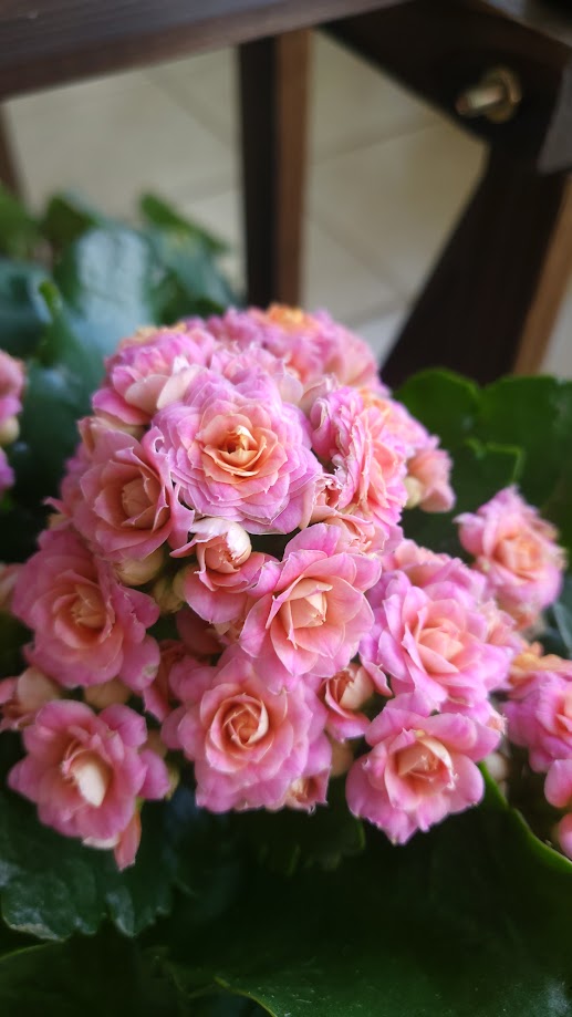 4.5" Assorted Calandiva