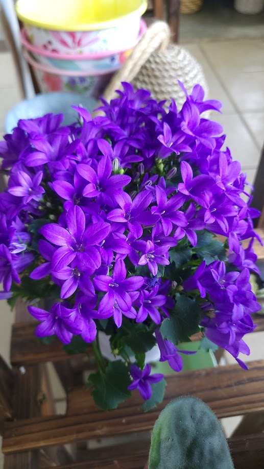 4" Assorted Campanula