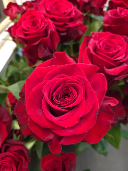 Red Freedom Roses