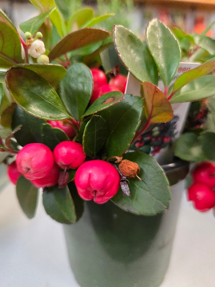 4" Winterberry