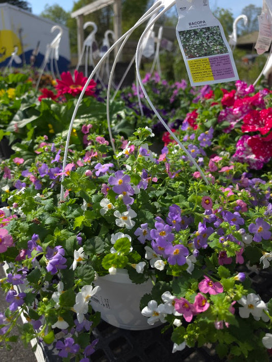 Annual Hanging Basket