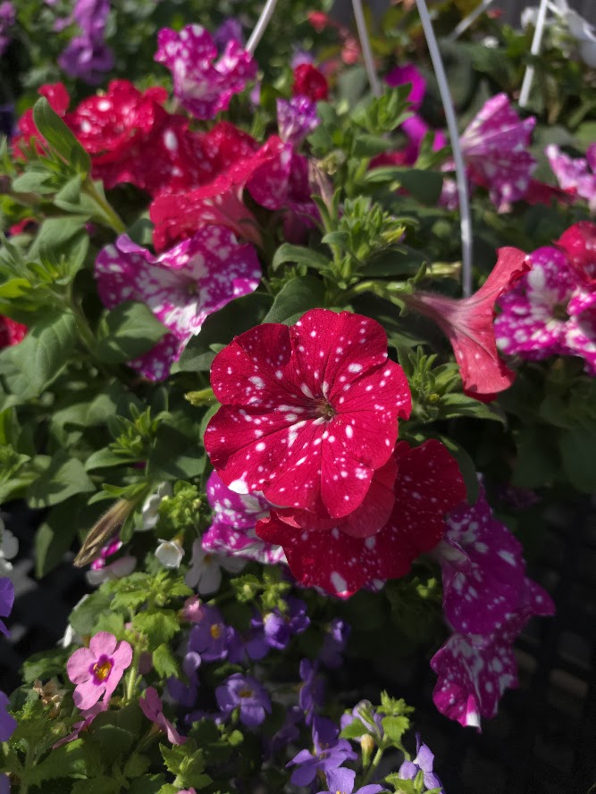 Annual Hanging Basket