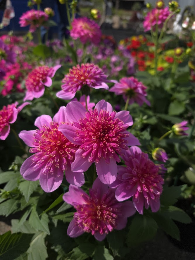 Dahlia Assorted