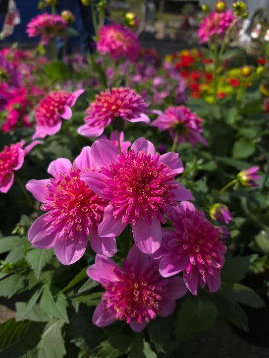 Dahlia Assorted