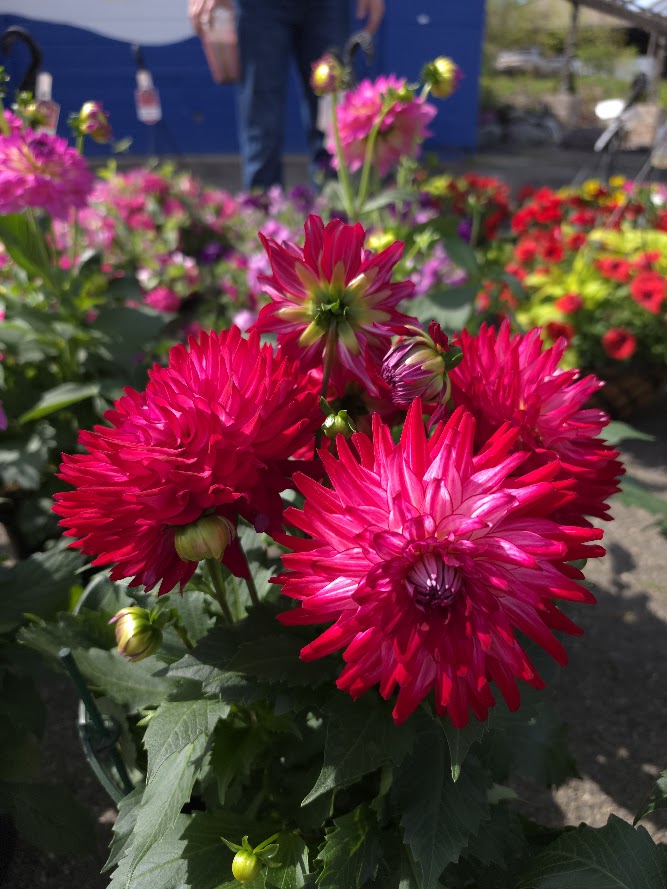Dahlia Assorted
