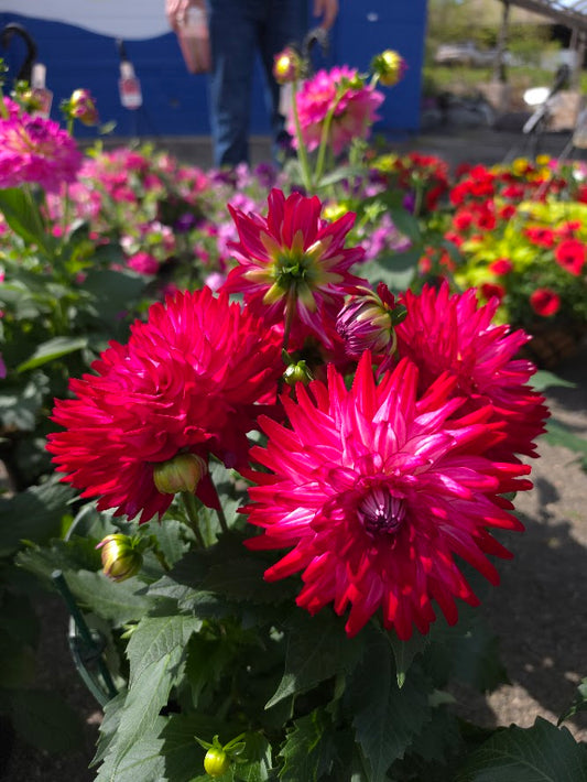 Dahlia Assorted