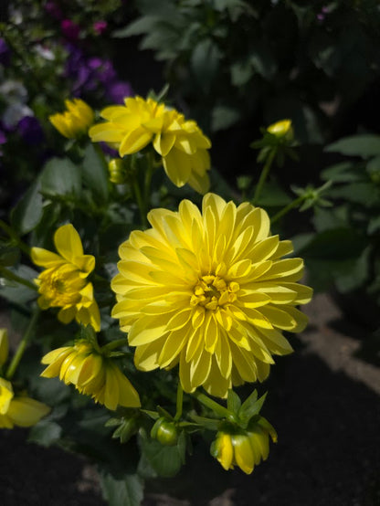 Dahlia Assorted