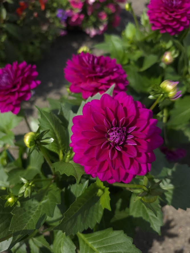 Dahlia Assorted