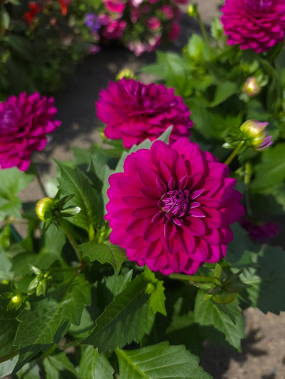 Dahlia Assorted