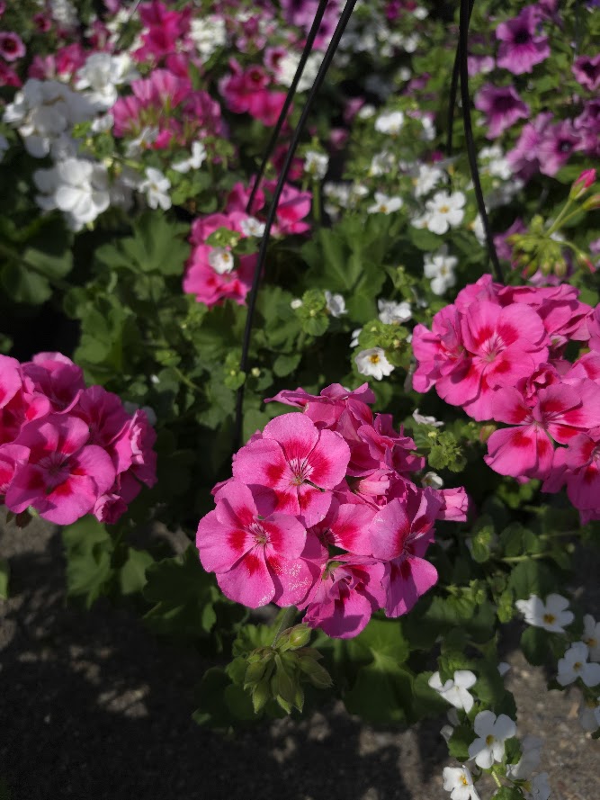 Combo Hanging Basket