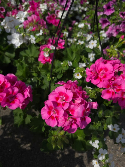 Combo Hanging Basket