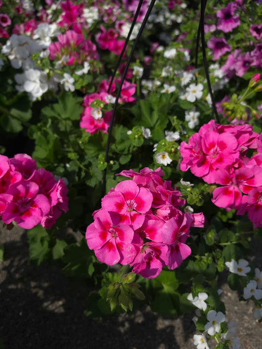 Combo Hanging Basket