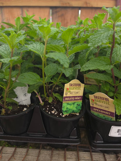 Herbs Pots