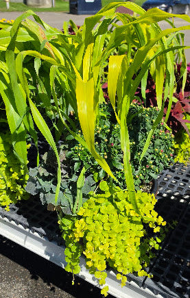 Fall Combo/Mum Tri color w/Grass