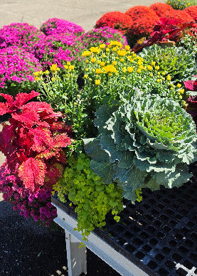 Fall Combo/Mum Tri color w/Grass