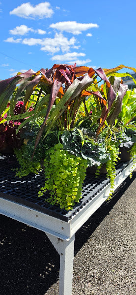 Fall Combo/Mum Tri color w/Grass