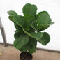Ficus Lyrata