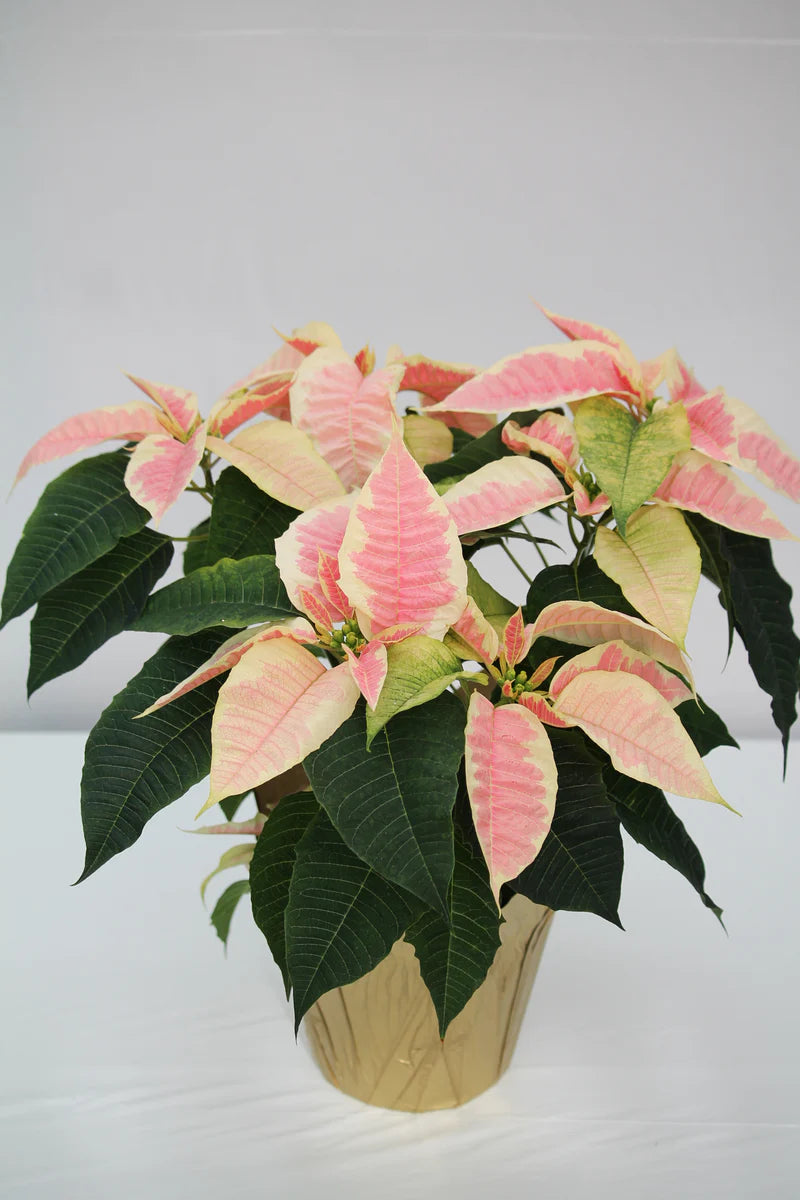 Marble Poinsettia