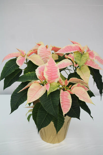 Marble Poinsettia