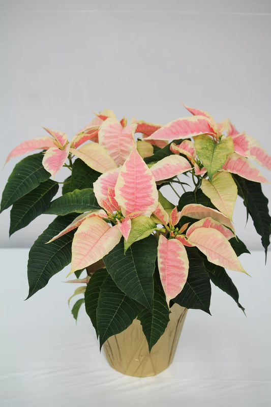 Marble Poinsettia