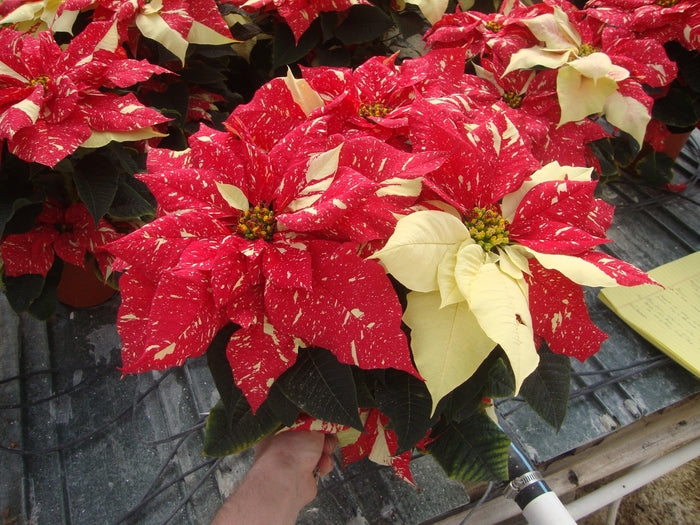 4.5" Glitter Poinsettia