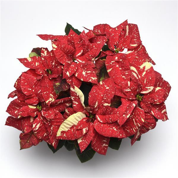 4.5" Glitter Poinsettia