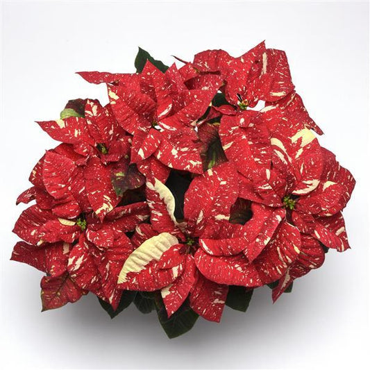 4.5" Glitter Poinsettia