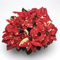 4.5" Glitter Poinsettia