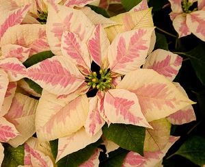 Marble Poinsettia
