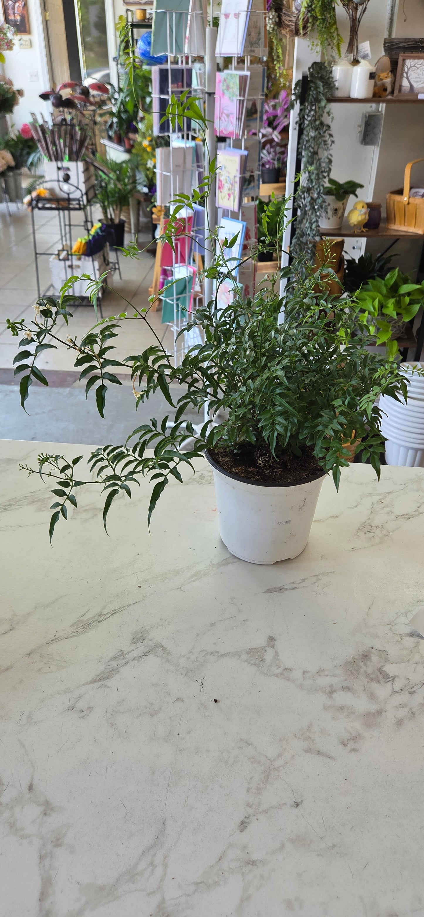 Jasmine