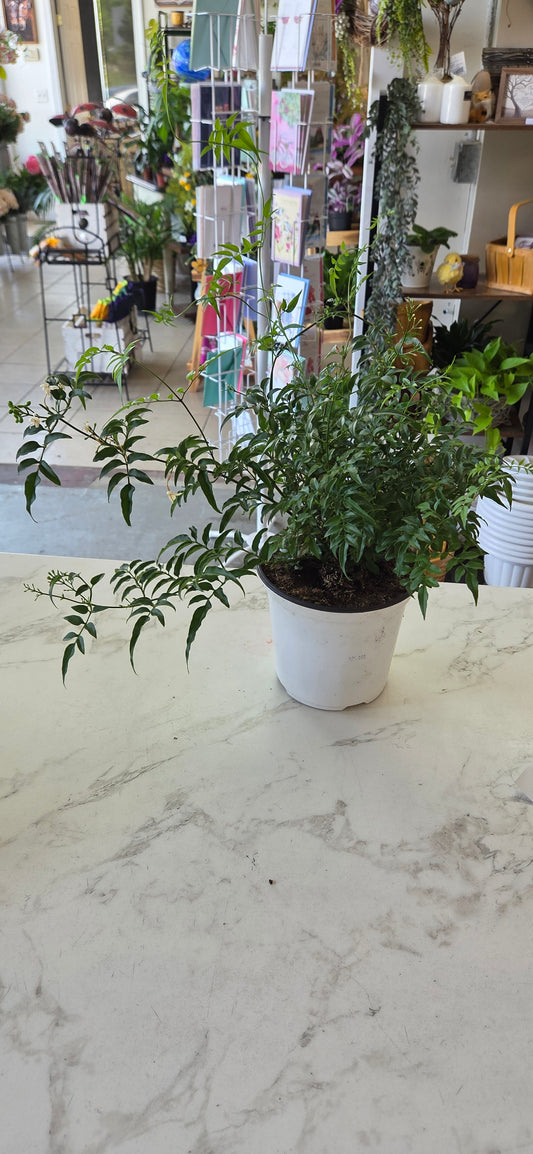 Jasmine