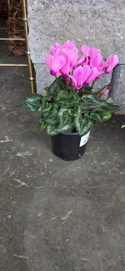 Assorted Cyclamen Mini