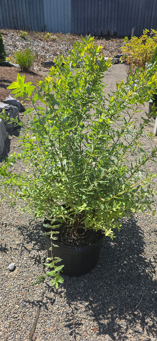 Willow 'Hakuro Nishiki'