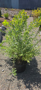 Willow 'Hakuro Nishiki'