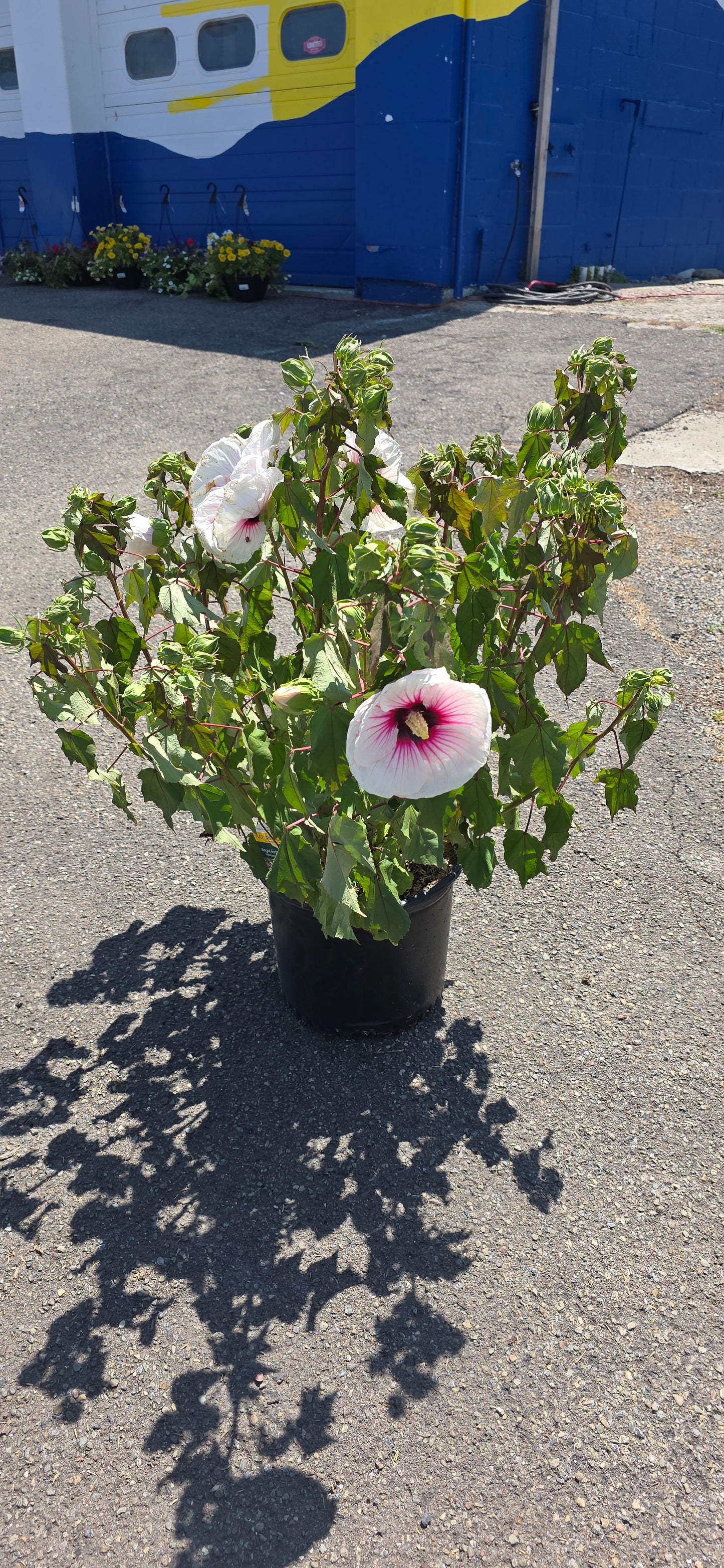 Rose of Sharon 'Angel Eyes'