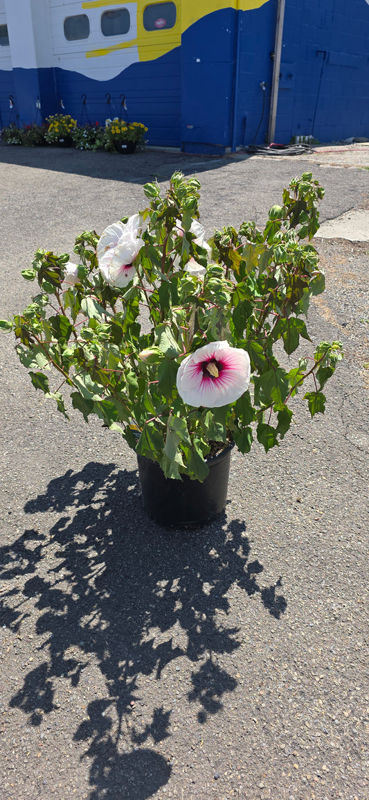 Rose of Sharon 'Angel Eyes'