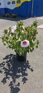 Rose of Sharon 'Angel Eyes'