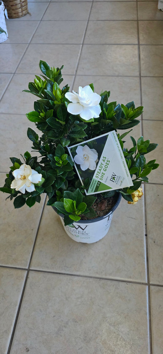 Gardenia 'Steady As She Goes'