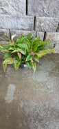 Aglaonema 'Star Shinning'