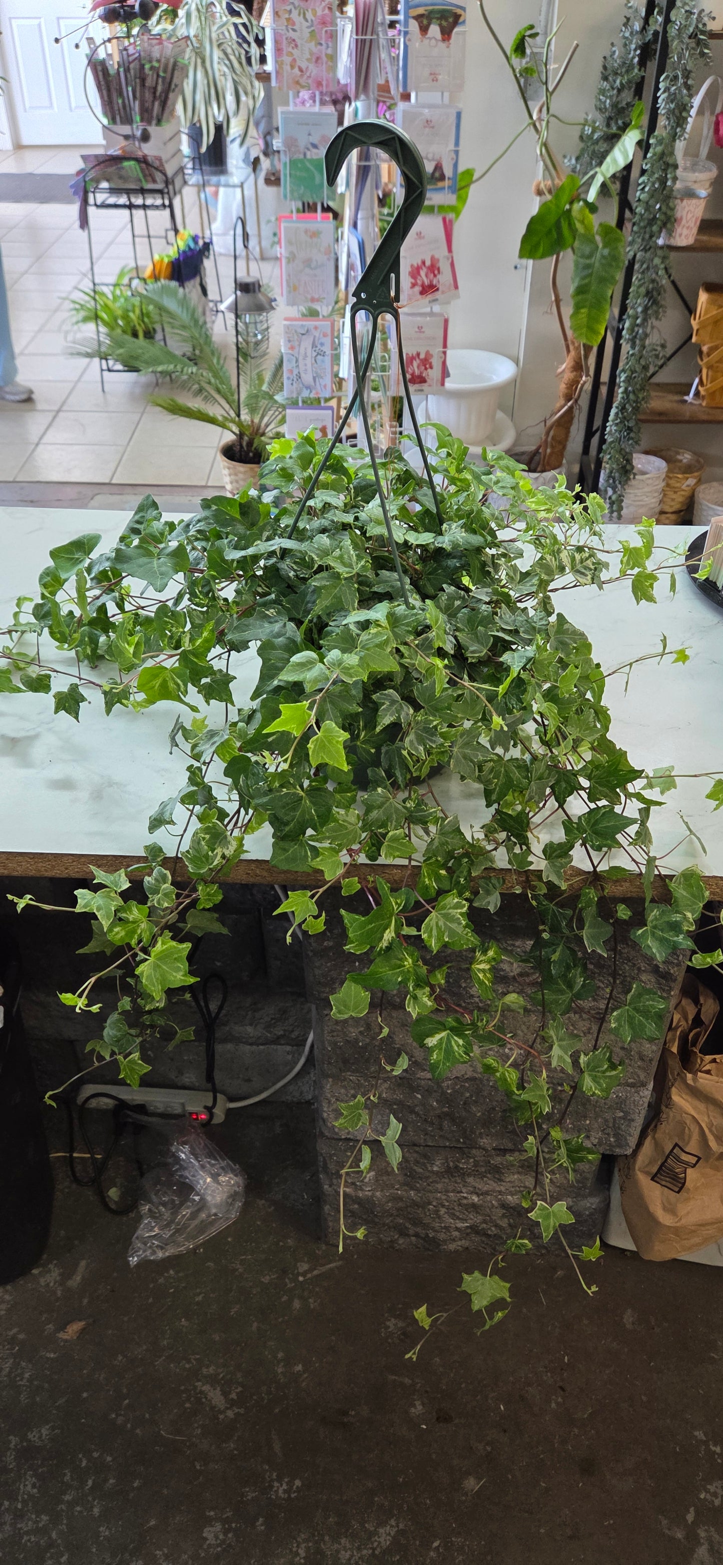 HB Ivy Variegated