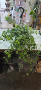 HB Ivy Variegated