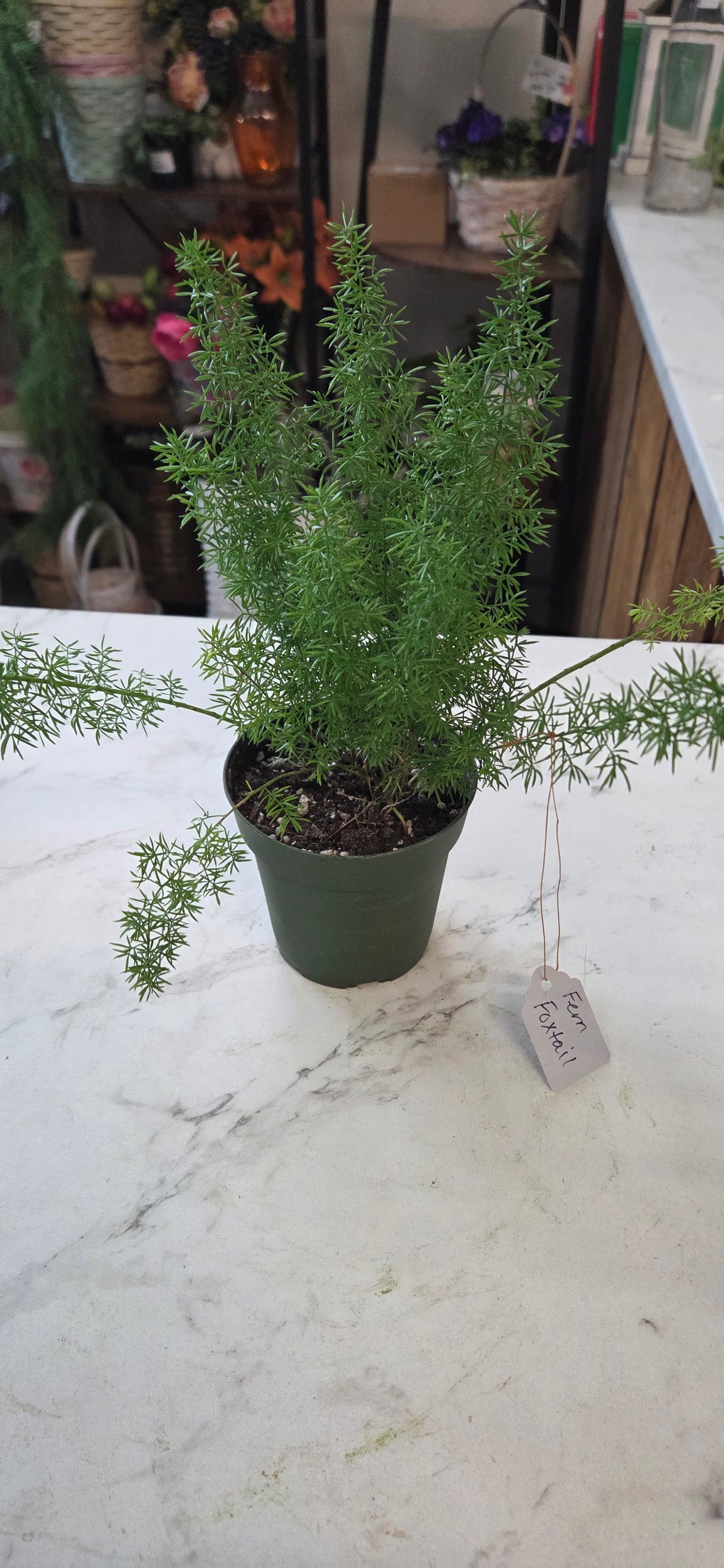 Foxtail Fern