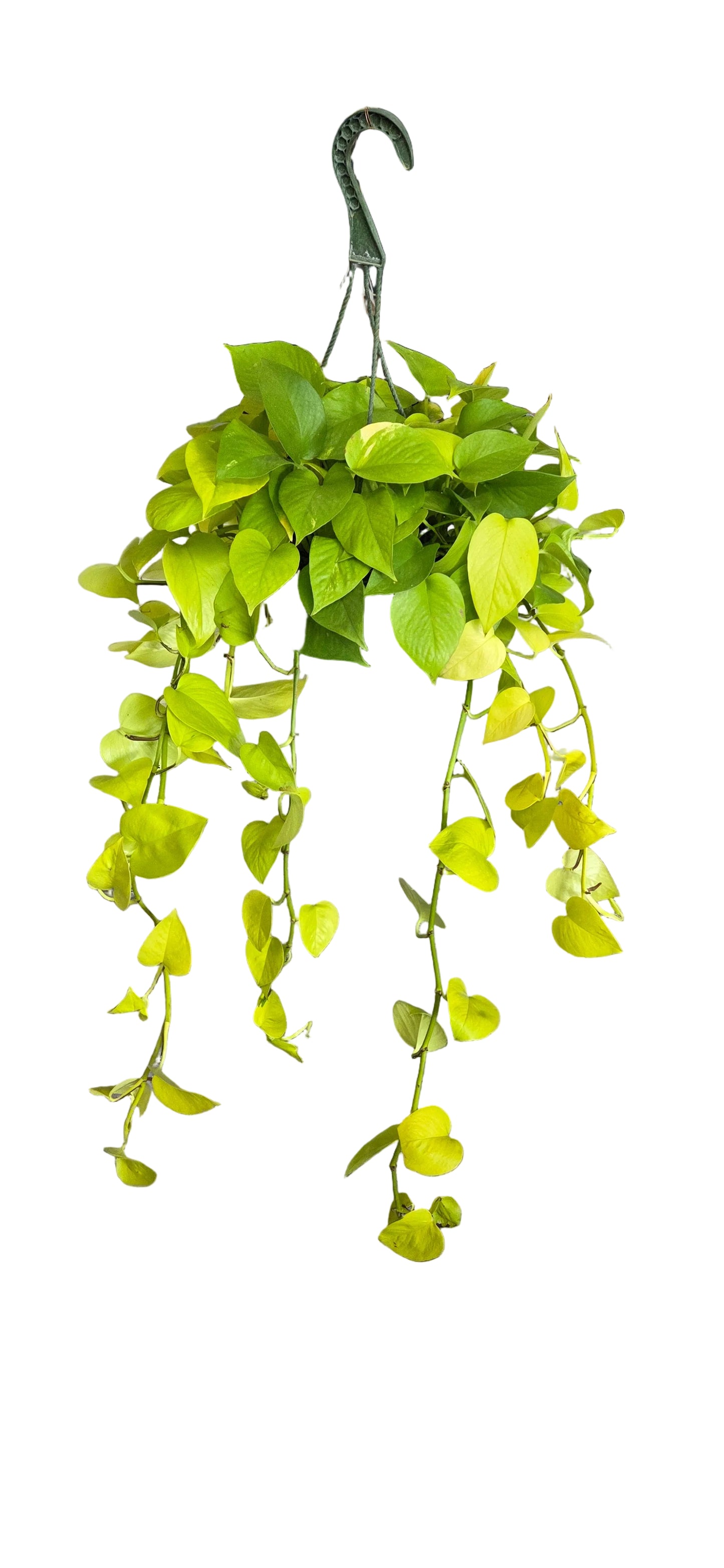 HB Pothos Neon